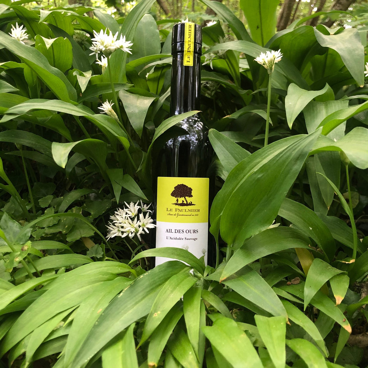 Le Paulmier wild garlic cider vinegar among flowering wild garlic