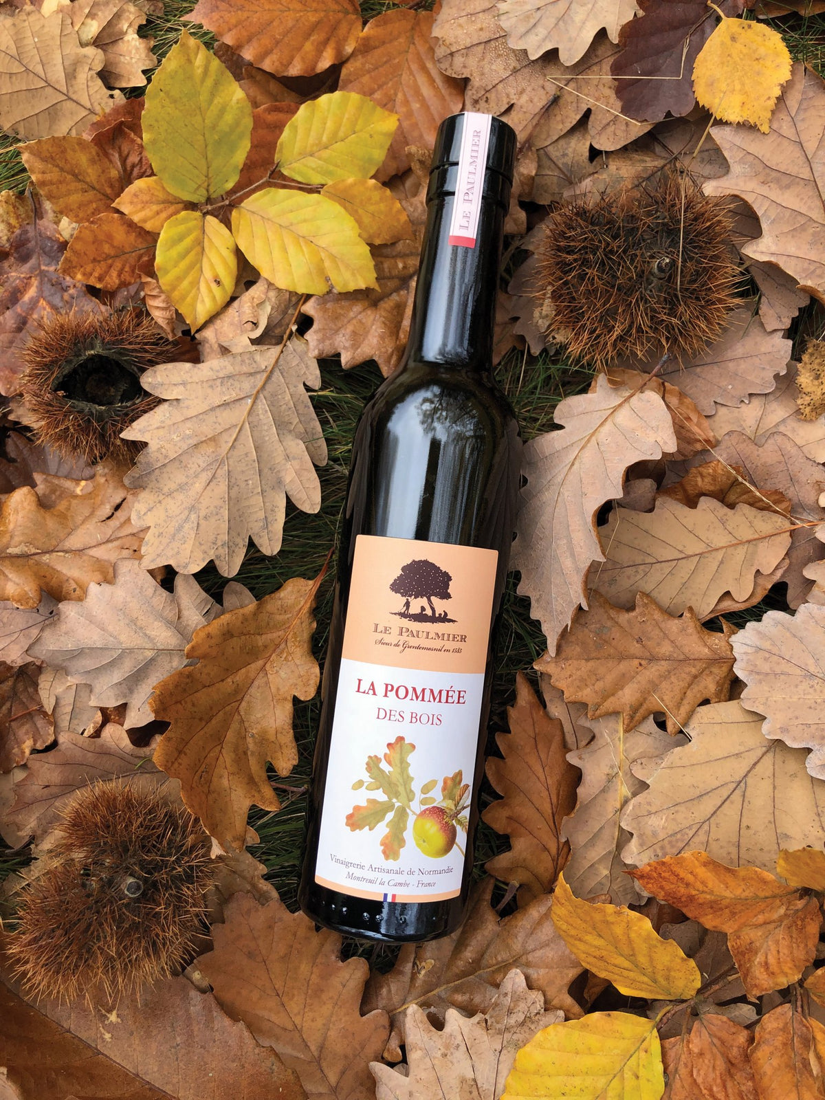 Le Paulmier La Pommée des Bois on autumn leaves and chestnuts