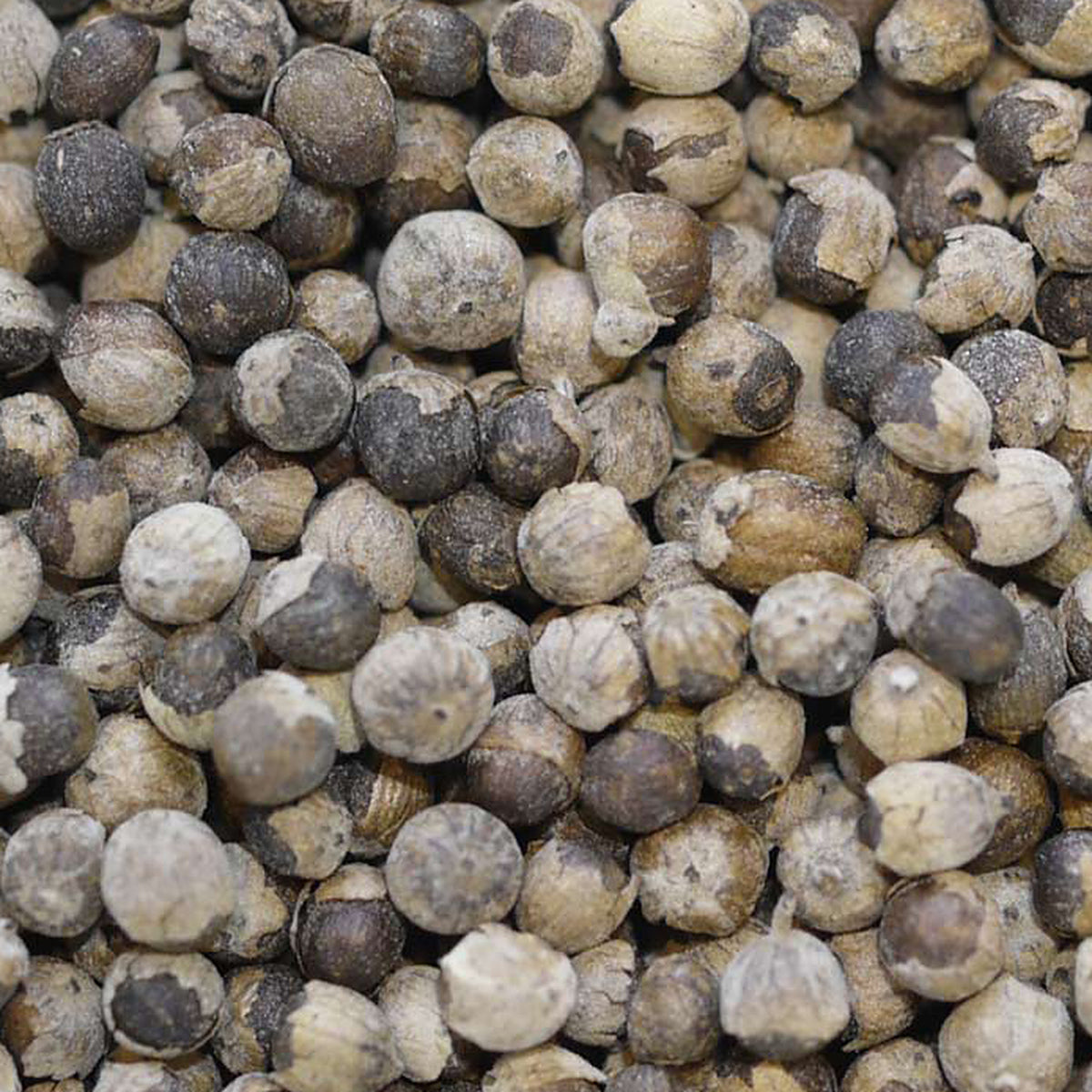 Close-up of Chaste Berry Monk's Pepper by Place des Épices