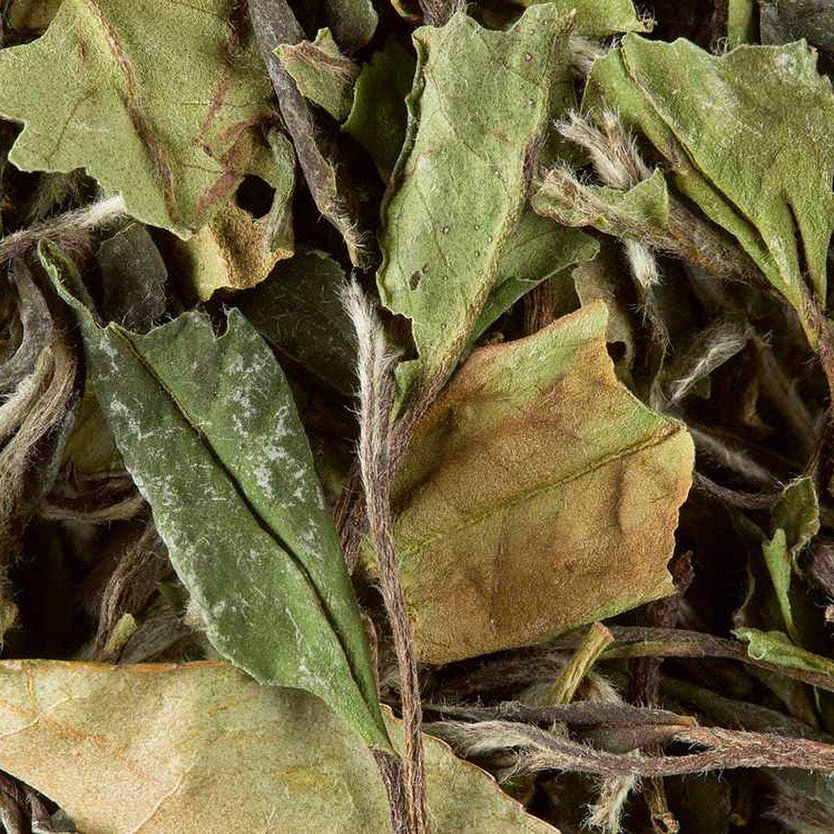 Close-up of Organic Paï Mu Tan loose-leaf tea by Dammann Frères