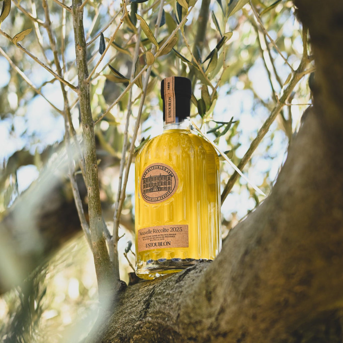 Château d'Estoublon new harvest olive oil set in the branches of an olive tree (photo © Alix Soubielle)