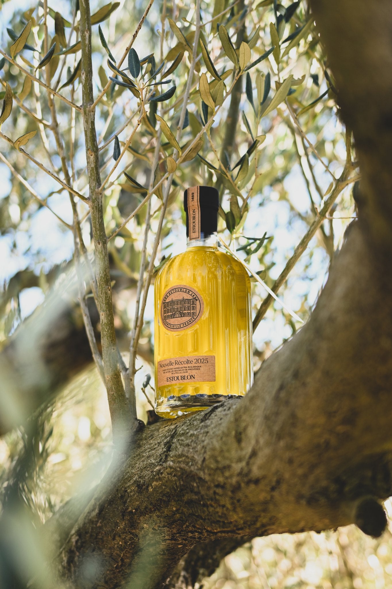 Château d'Estoublon new harvest olive oil set in the branches of an olive tree (photo © Alix Soubielle)
